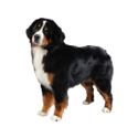 Bernese Mountain dog