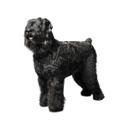 Black Russian Terrier dog