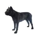 Cane Corso dog