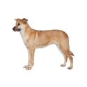 Chinook dog