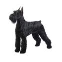 Giant Schnauzer dog