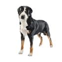 Greater Swiss Mountain Dog