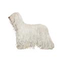 Komondor dog