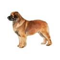 Leonberger dog