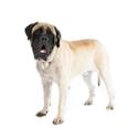 Mastiff dog