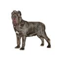 Neapolitan Mastiff dog