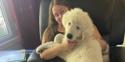 top, the dog on his owners lap