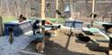 cats sitting outside at a cat shelter
