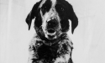 Cali - 1990 Inductee