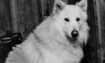 Charlie - 1989 Inductee