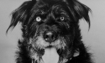 Cherokee - 1985 Inductee