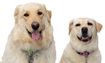 Ruth and Lady - 2018 Inductee