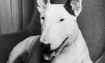 Lilly - 2001 Inductee