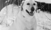 Morphy - 1998 Inductee