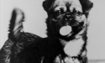 Muffin - 1980 Inductee