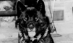 Nago - 1993 Inductee