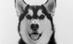 Nanook - 2012 Inductee