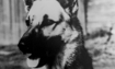 Rex - 1971 Inductee