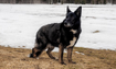 Shelby - 2019 Inductee