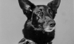 Star - 2002 Inductee