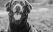 Tia - 1992 Inductee