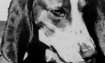 Trooper - 1972 Inductee