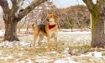 Tucker - 2019 Inductee