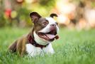 happy dog laying in grass ck23 unld