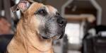 Chloe, Animal Hall of Fame 2026 receipient