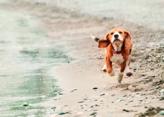 Beagle puppy running