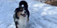 Timber, Purina Animal Hall of Fame 2026 receipient