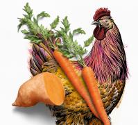 Illustration de poulet accompagné de carottes et de patates douces