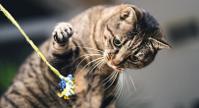 Cat playing