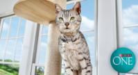 Un chat se tient devant des fenêtres