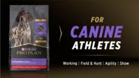 For canine athletes