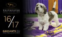 16/17 dog chows
