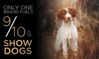 9/10 Of The Top Show Dogs
