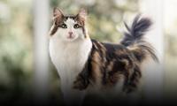 homepage main module cat 0