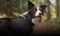 homepage main module dog