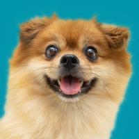 smiling dog