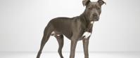 Grey Dog