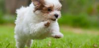 Puppy on the grass