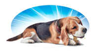 Gâteries pour chiens DentaLife