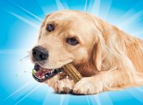 Gâteries à mâcher pour chiens DentaLife
