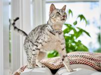 The cat is standing on the sofa
