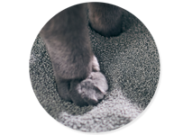 Cat paw on litter