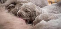 Puppy drinking mother's milk