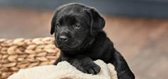 Puppy in a basket