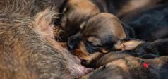 Puppies drinking milk from mother