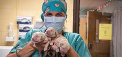 veterinarian holding puppies